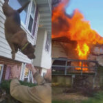 Dog jumps from window to escape Pennsylvania house fire
