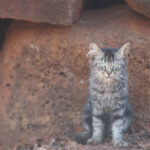 Hawaii’s stray cats pose major threat to protected species: Why visitors should be cautious