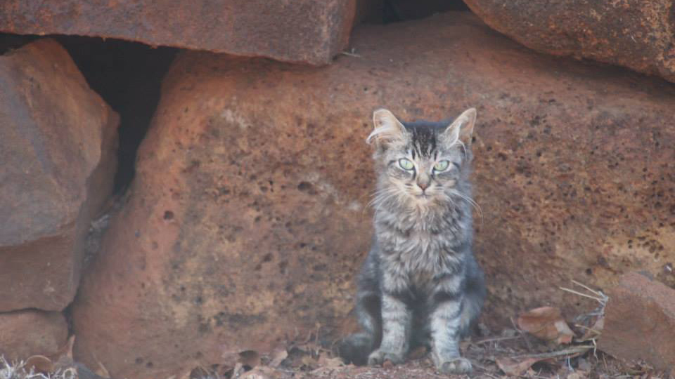 Hawaii’s stray cats pose major threat to protected species: Why visitors should be cautious