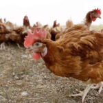 US reports its first human case of H5 bird flu