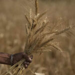 Explained: Why India has banned wheat exports despite big trade plans