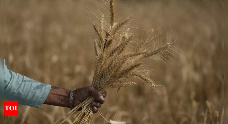 Explained: Why India has banned wheat exports despite big trade plans