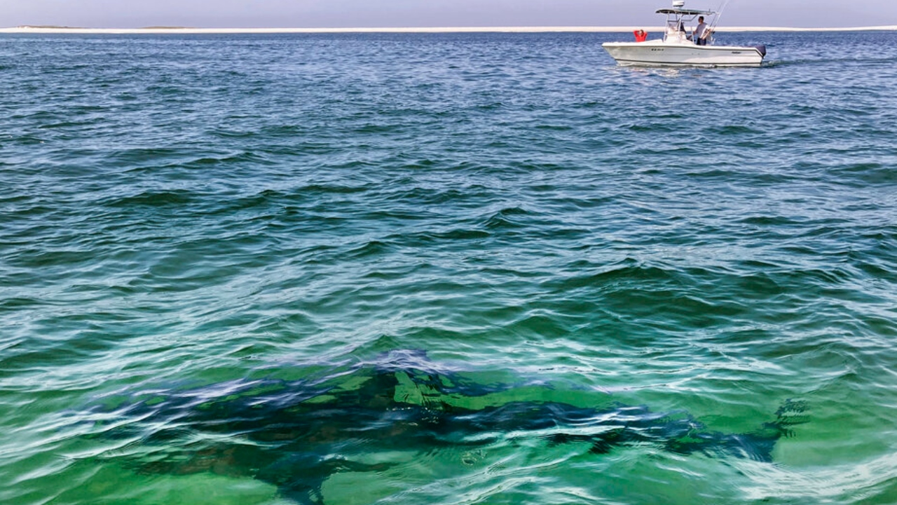 Shark sightings in Cape Cod waters ballooned again on Friday