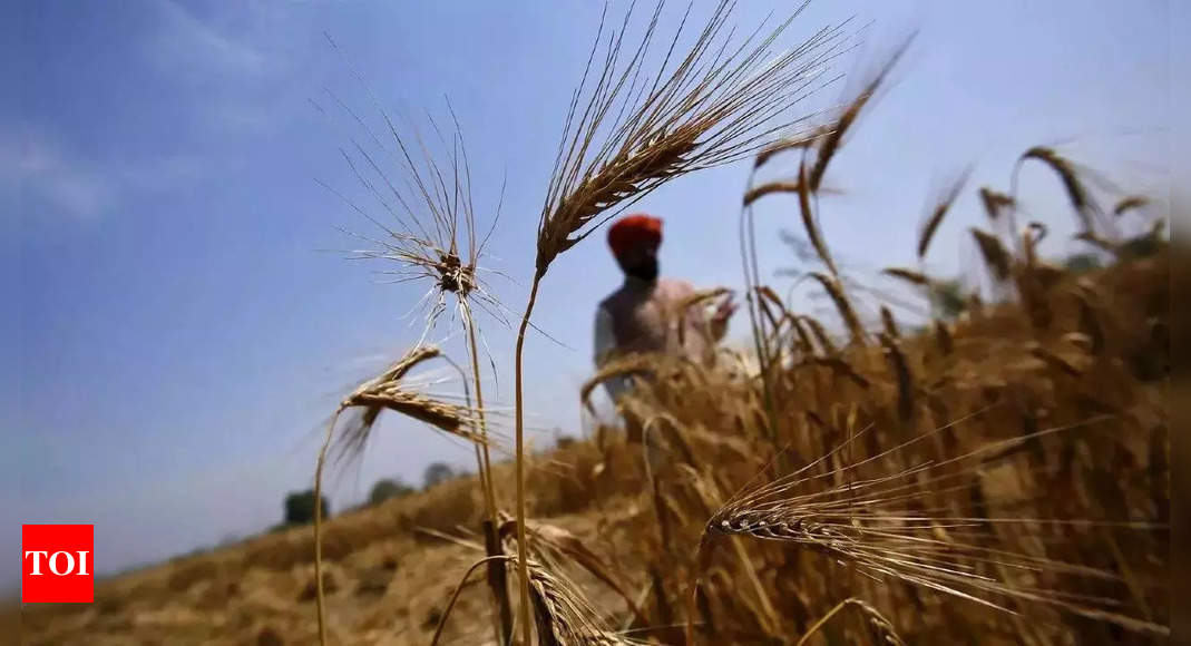 Retail price of atta rises by 19%, rice by 8% in last one year | India News