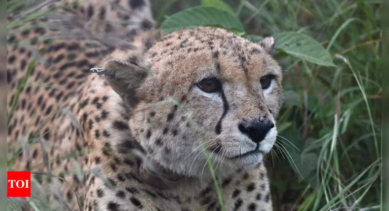 Cheetahs released into hunting bomas on Saturday make first kill | India News